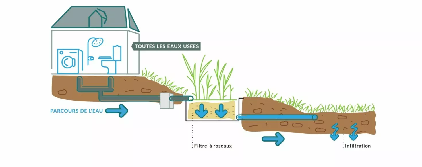 Schéma de phytoépuration : toutes les eaux usées de la maison traversent un filtre planté de roseaux, puis l'eau traitée s'infiltre dans le sol